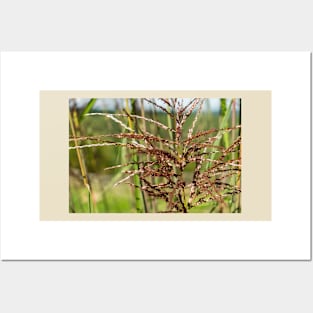 Bright spring grass field with sunlight bokeh background Posters and Art